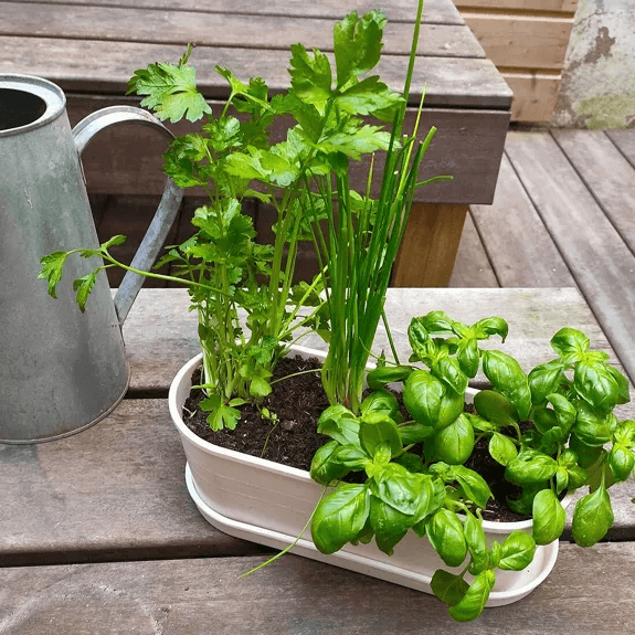 Aromaten - Bamboe plantenbak