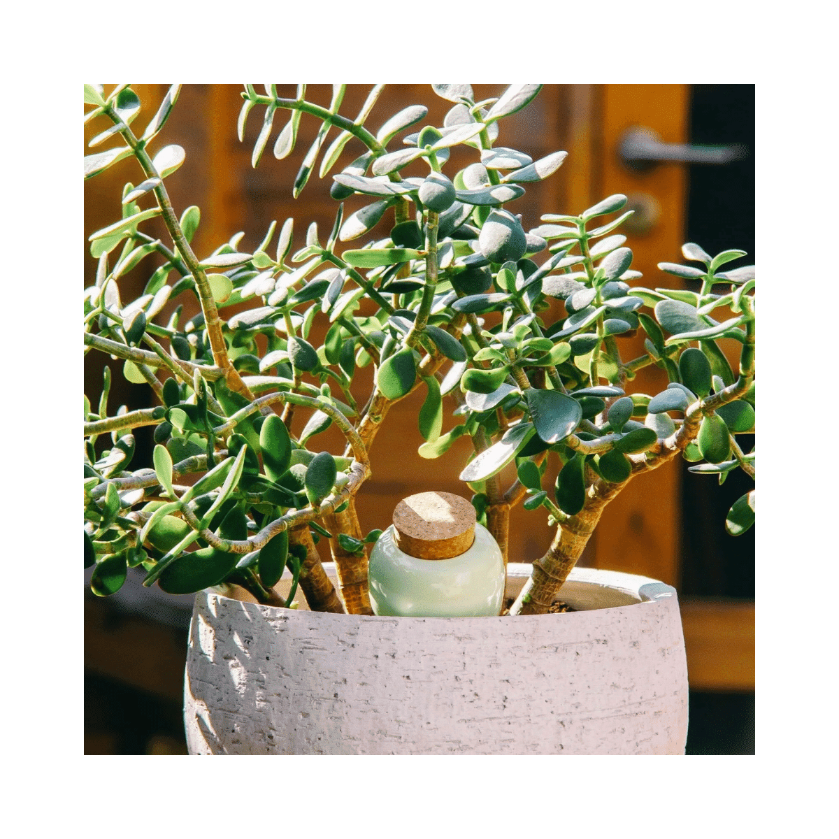 Pepin hydraterende olla - Groen