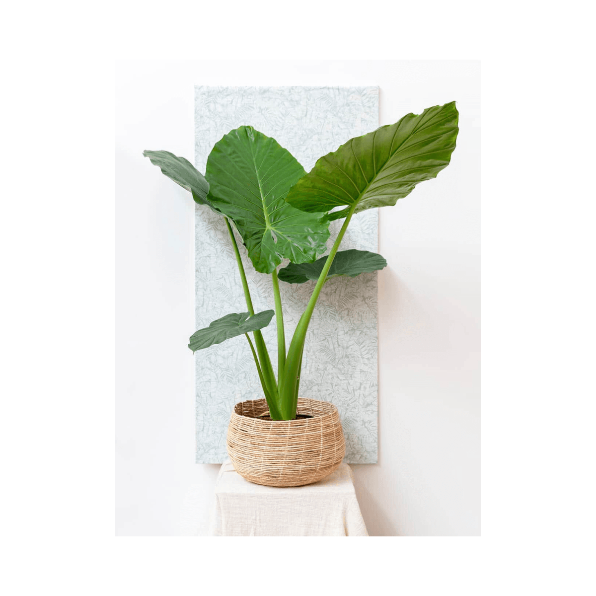 Set van 3 Abaca manden - Helder - ABACA FLOOR BASKET NATURAL